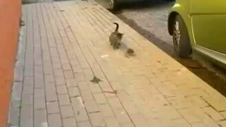 Бесстрашная и ловкая крыса против кошки - смотреть видео (1:41)