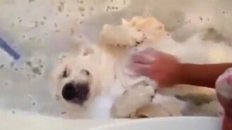 Пёс балдеет в ванной - смотреть видео (0:53)