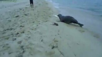 Тюлень обокрал рыбака - смотреть видео (0:14)