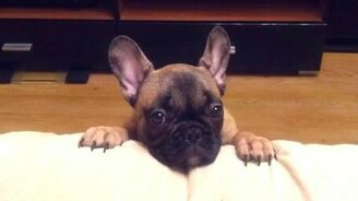 Бульдожик просится на кроватку - смотреть видео (1:12)