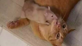 Крыски и рыжая кошка - смотреть видео (1:18)