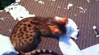 Кошки против туалетной бумаги - смотреть видео (4:05)