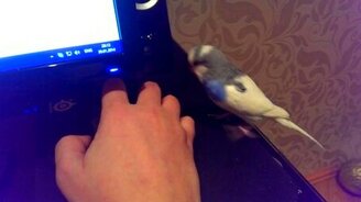 Бессовестный попугай - смотреть видео (0:22)