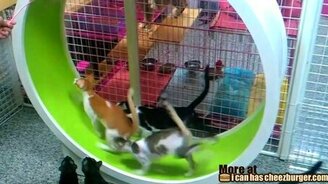 Кошачья электростанция - смотреть видео (1:37)