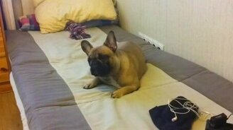 Когда бульдог слышит сам себя - смотреть видео (1:33)