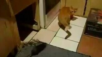 Том и Джерри: реальность - смотреть видео (0:08)