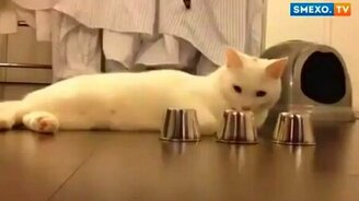 Котяра беспроигрышен! - смотреть видео (0:59)