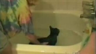 Когда кота моет девушка... - смотреть видео (0:14)