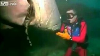 Гигантская рыба и дайвер - смотреть видео (1:06)