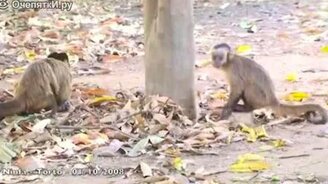 Как самки привлекают внимание самцов - смотреть видео (0:52)