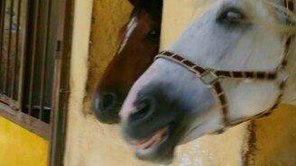 Лошадинная любовь - смотреть видео (0:25)