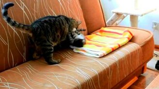 Заводной смешной котёнок - смотреть видео (4:36)