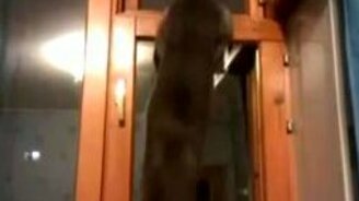 Слабый у кота бицепс - смотреть видео (0:19)