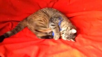 Коты и шерстяные нитки - смотреть видео (3:38)