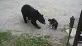 Кот-смельчак против медведя - смотреть видео (0:44)