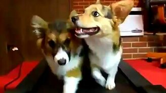 Маленькие бегуны - смотреть видео (0:17)