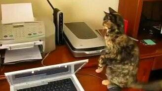 Кота замыкает - смотреть видео (1:33)