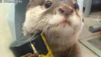 Милая домашняя выдра - смотреть видео (0:16)