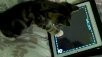 Котёнок и планшетный компьютер - смотреть видео (1:01)