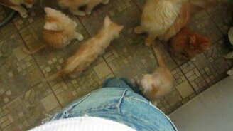 Хозяйка, давай еду! - смотреть видео (0:59)