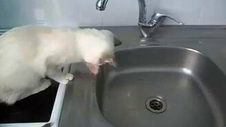 Кот против тонкой струи - смотреть видео (1:54)