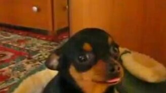 Талантливый домашний актёр - смотреть видео (2:08)