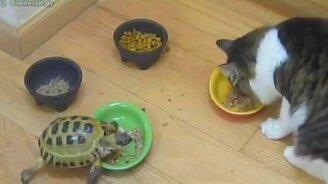 Кто в доме хозяин? - смотреть видео (1:26)