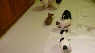 Папаня играет со щенятами - смотреть видео (2:07)