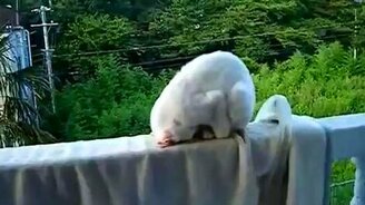 Спящий кот-циркач - смотреть видео (0:46)