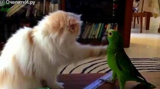 Кошки против попугаев - смотреть видео (3:31)