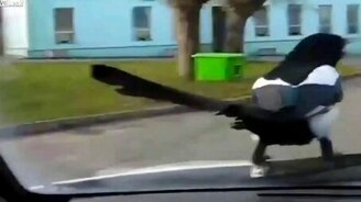 Сорока-штурман - смотреть видео (1:23)