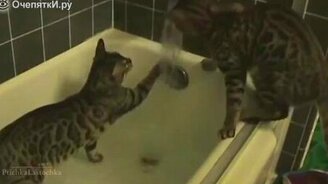Кошки-пловцы - смотреть видео (3:28)