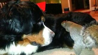 Белка прячет орех в собаке - смотреть видео (0:40)