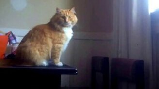 Неспортивный кот - смотреть видео (0:17)