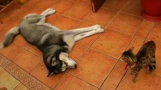 Лайка знакомится с кошкой - смотреть видео (2:25)