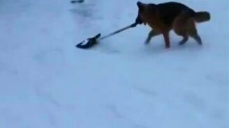 Овчарка чистит снег лопатой - смотреть видео (1:11)