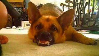 Пёс и пылесос - смотреть видео (0:15)