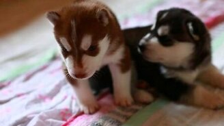 Милейшие щенки хаски - смотреть видео (0:37)