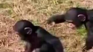 Заботливые шимпанзе - смотреть видео (0:20)