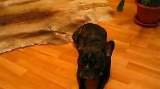 Стоны бульдога-попрошайки - смотреть видео (3:11)