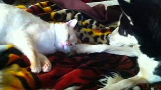 Пёс тормошит сонного кота - смотреть видео (1:02)