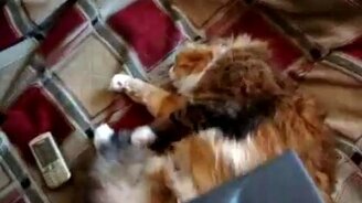 Хороший способ выловить у кота блох - смотреть видео (0:49)