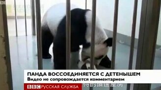 Панда воссоединилась со своим малышом - смотреть видео (0:51)