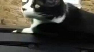 Кот на лобовом стекле машины - смотреть видео (0:37)