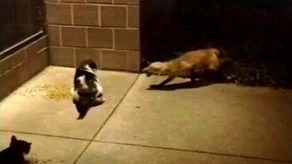 Лисёнок и кот: сражение за еду - смотреть видео (1:01)