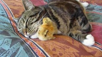 Цыплёнок пригрелся у кошки - смотреть видео (0:30)