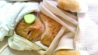 Кот в салоне красоты - смотреть видео (1:03)