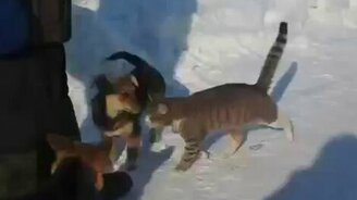 Особые отношения кота и собак - смотреть видео (0:53)