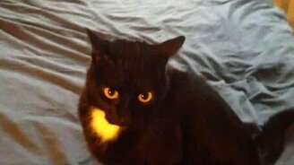 Демонический котяра - смотреть видео (1:14)