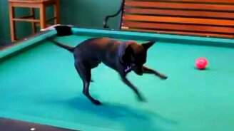 Шустрый бильярдист - смотреть видео (1:18)